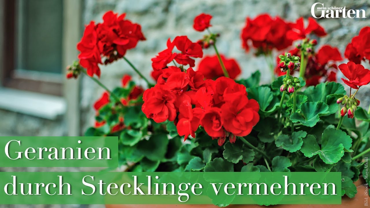Einfache Vermehrung: Geranien vermehren mit Stecklingen - Gartentipps