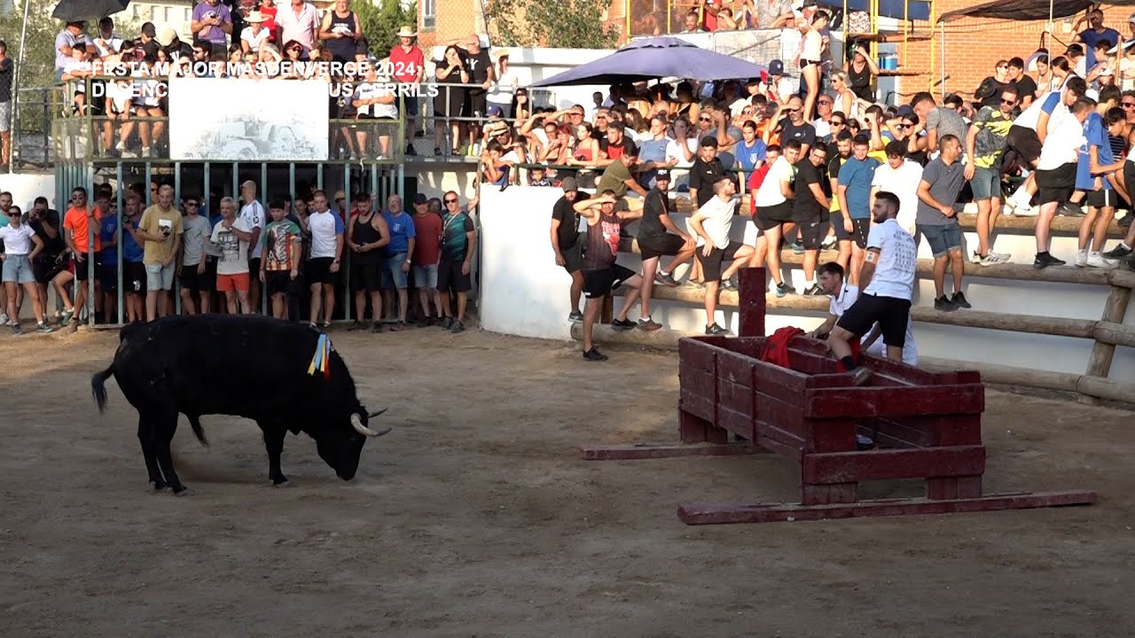 Festa Major de Masdenverge 2024: Desencaixonada de dos bous cerrils