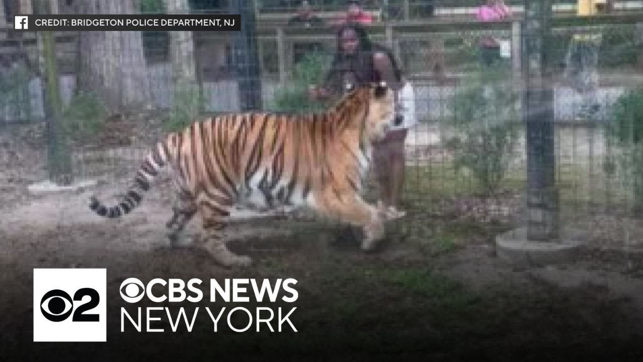 Woman seen inside tiger enclosure at New Jersey zoo