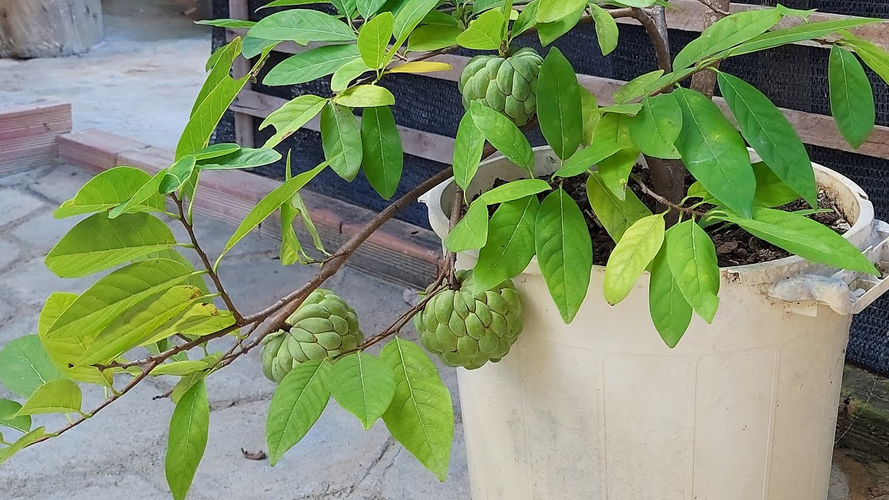 Como plantar pinha fruta do conde