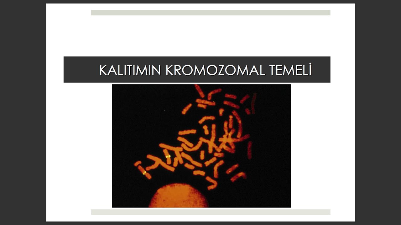 #biyoloji #genel biyoloji BÖLÜM 15: Kalıtımın Kromozomal Temeli-1 #genel biyoloji
