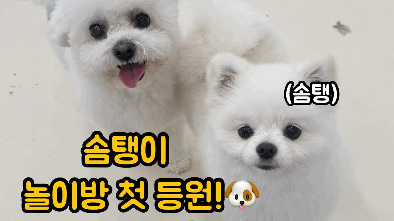 놀이방 처음 갔는데 적성 찾은 강아지 😂