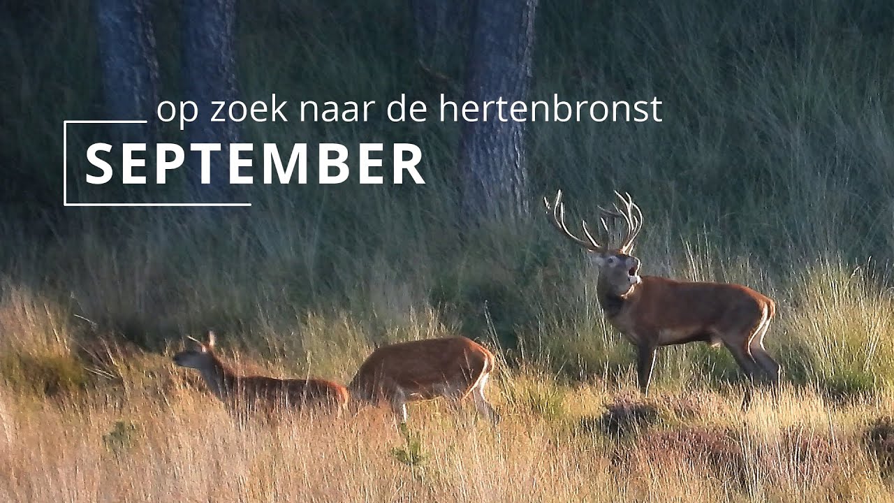 #119 - SEPTEMBER - op zoek naar de hertenbronst
