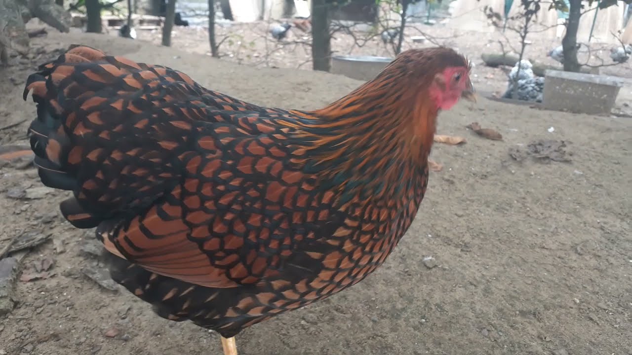 Genieten van de prachtige wyandotte kippen! Plannen voor volgend broedseizoen!