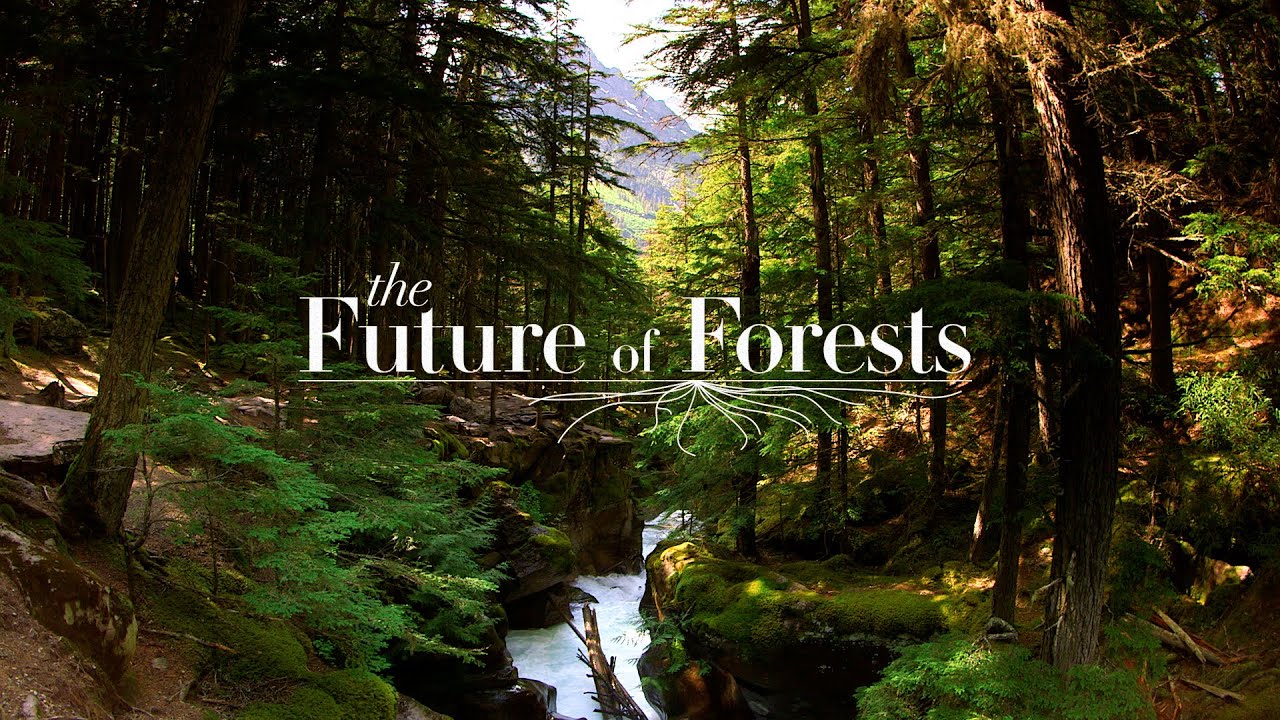 The Future of Forests