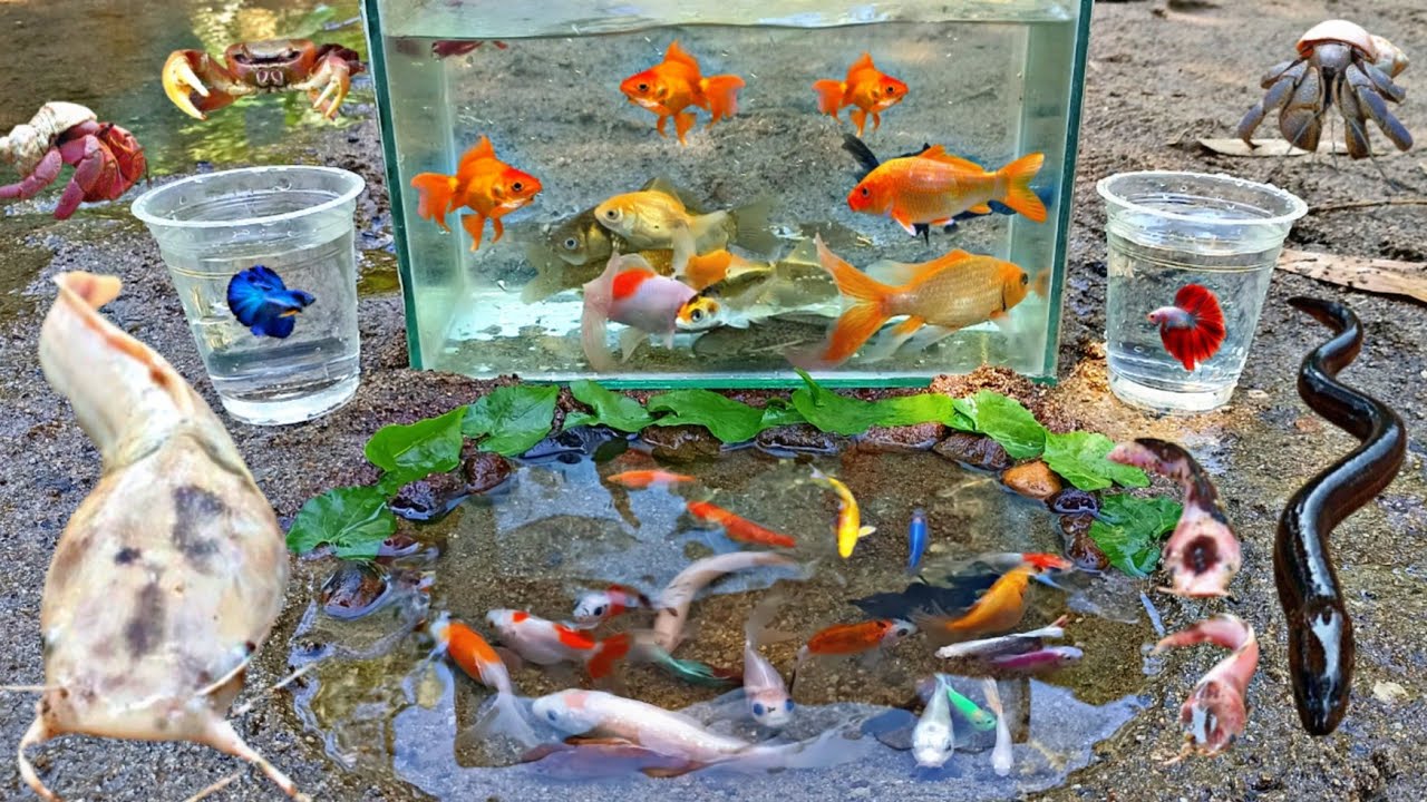 Wow Seru! Tangkap Ikan Hias Warna warni di Sungai, Ada Ikan Cupang, Ikan Lele, Ikan Koi, Kelomang