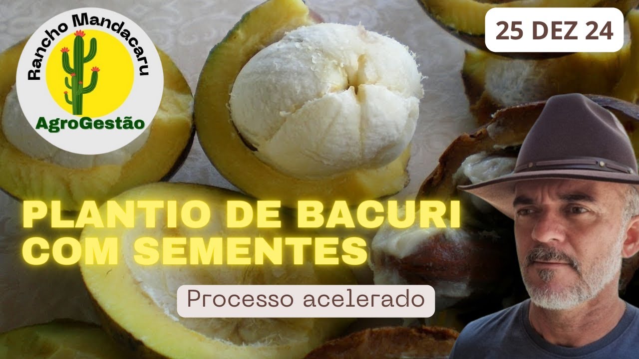 Plantio de bacuri com semente