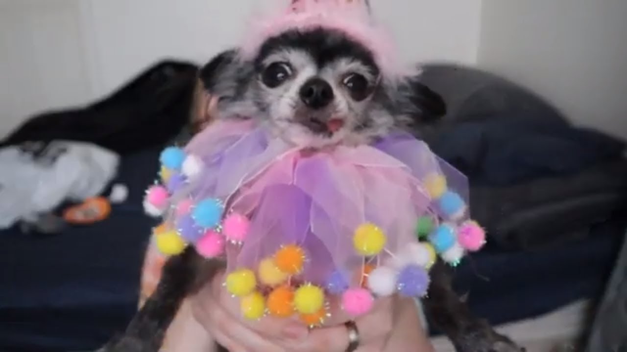 Celebrating My Dog's Birthday!