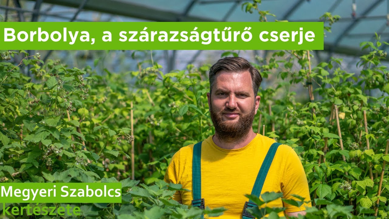 Borbolya, a szárazságtűrő cserje
