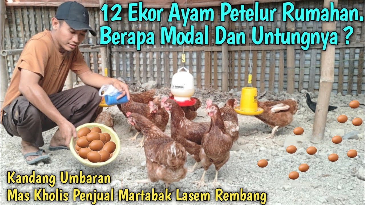 12 ekor ayam petelur umbaran rumahan. Berapa modal dan untungnya ?