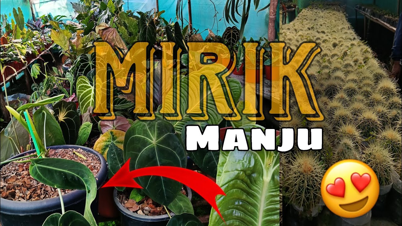I visited Mirik but with Plants 😍#plants 