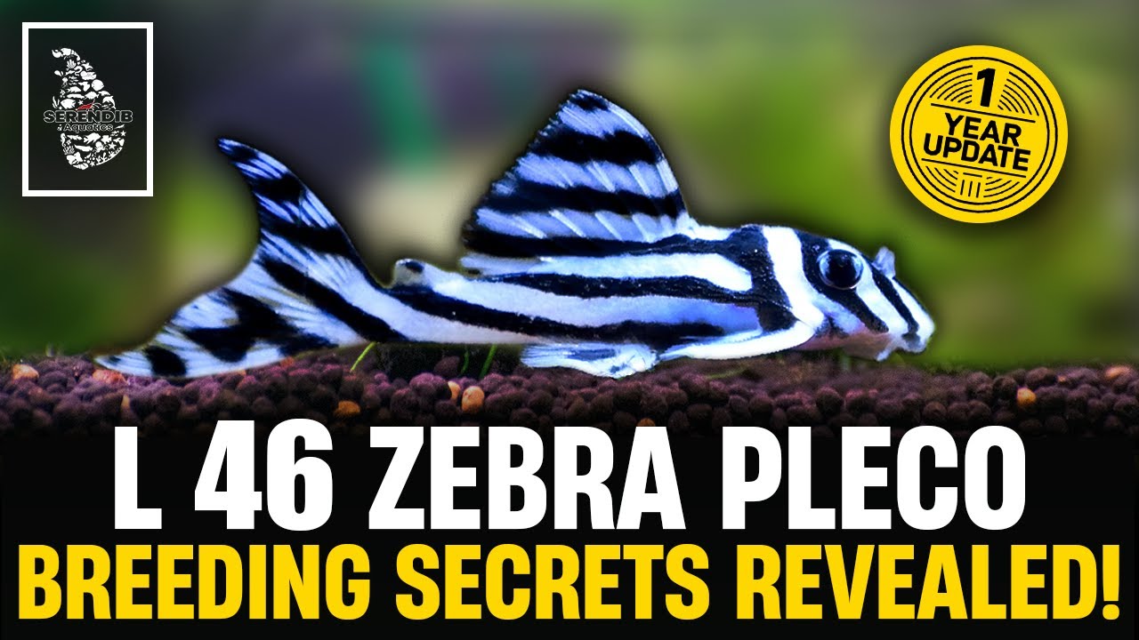 The SHOCKING Truth About Breeding L46 Zebra Pleco After 1 Year!