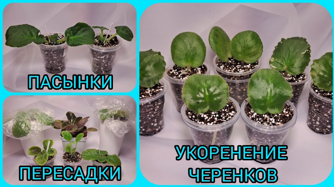 Пасынки. Пересадки фиалок. Укоренение черенков.