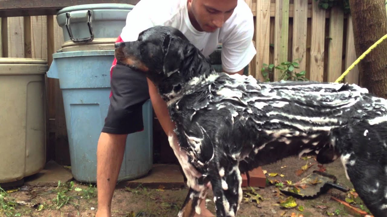 Rottweiler Getting A Bath