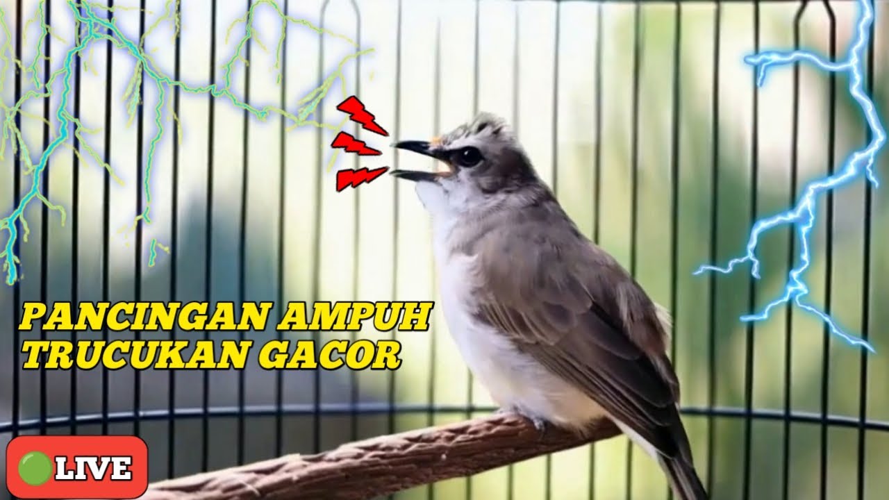 MASTERAN TRUCUKAN GACOR ROPEL PANJANG DI PAGI HARI cocok untuk terapi burung bahan