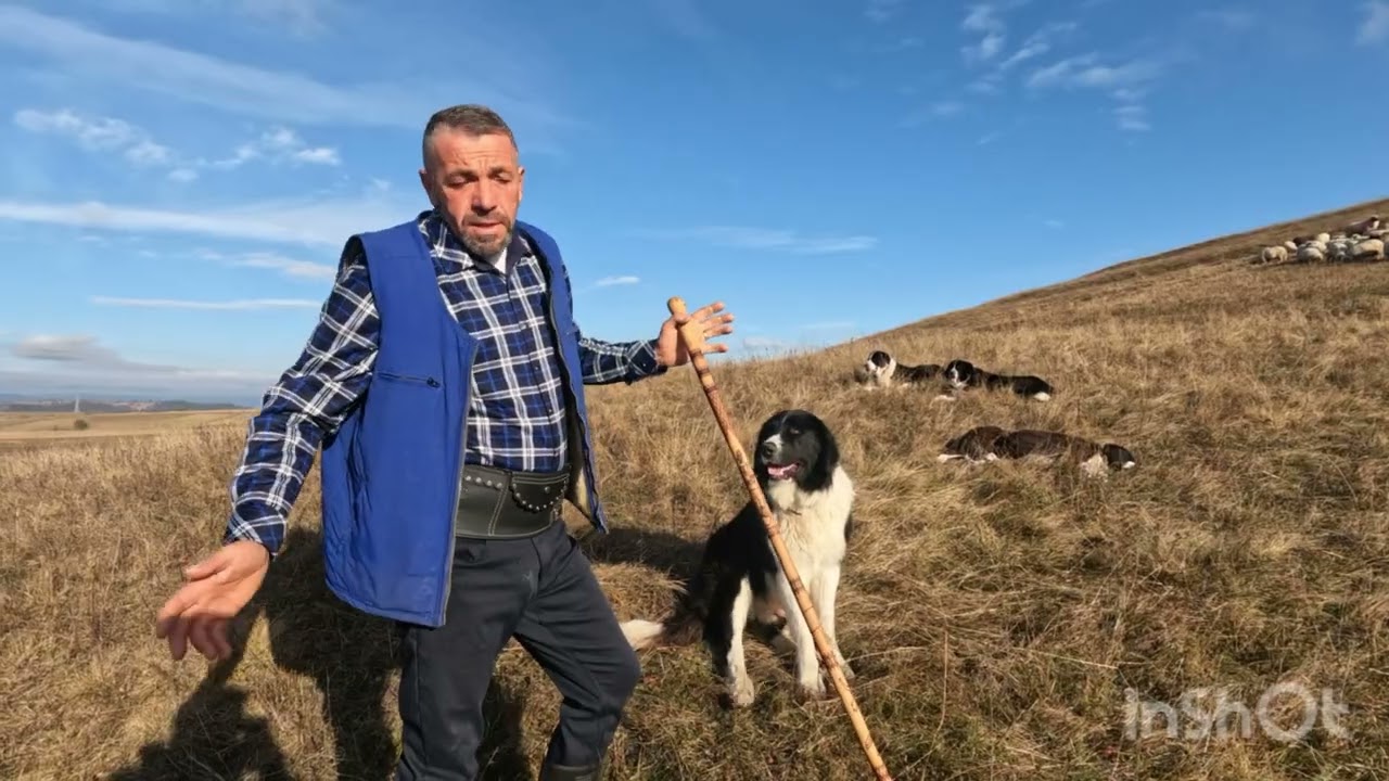 Oile Breze și Caini Gulerați a Baciului Cosarca Sorin din. Sarmas .Harghita 