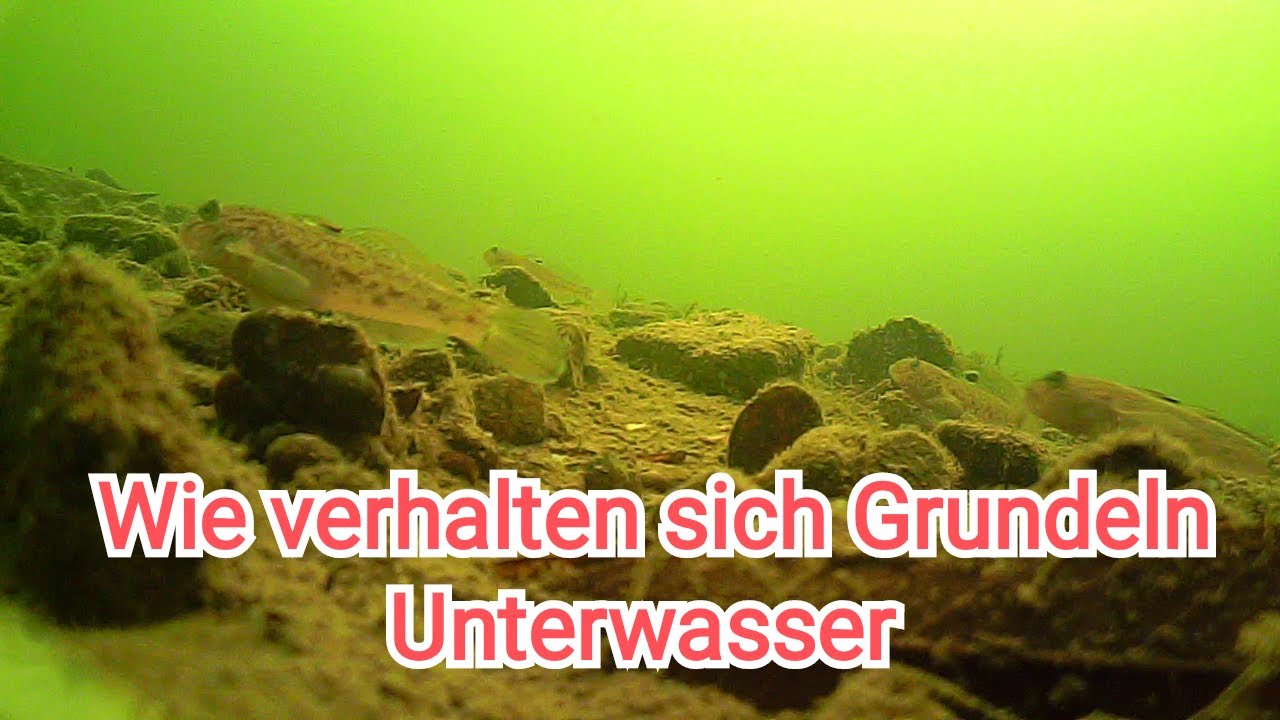 Wie verhalten sich Grundeln Unterwasser