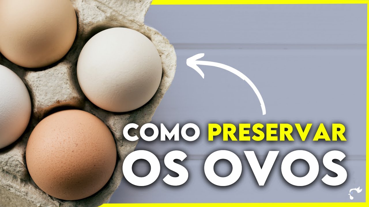 🐣 Quanto Tempo pode ser Armazenado os OVOS antes de CHOCAR?