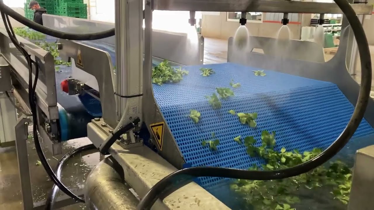 Feldsalatwaschmaschine
