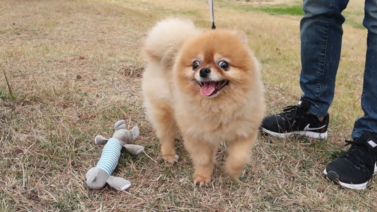 산책하다가 우연히 애착인형을 본 강아지