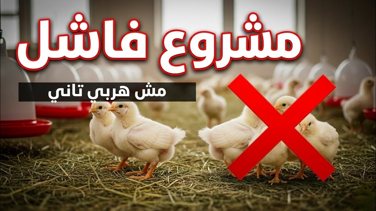 مشروع فاشل مش هربي تاني 🤯#طيوري #اكسبلو#birds #دجاج 