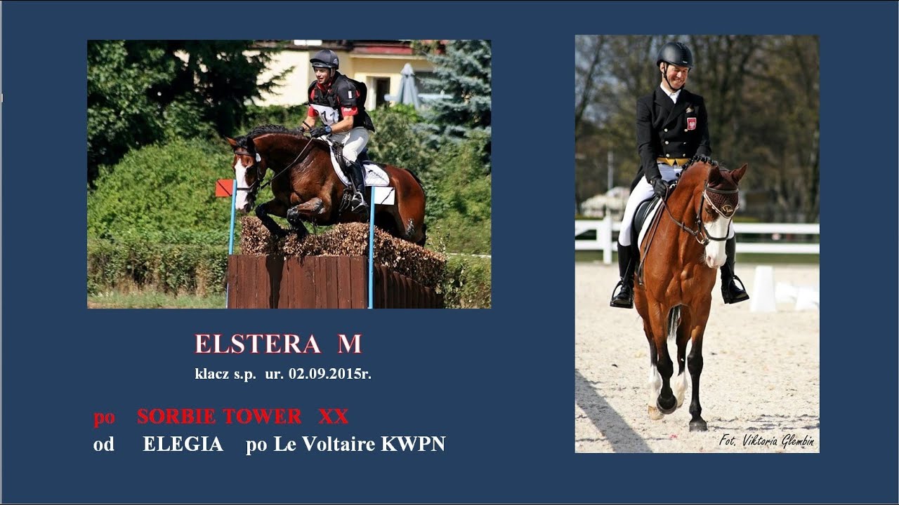 ELSTERA M    klacz s.p.  ur. 2005r. Archiwum
