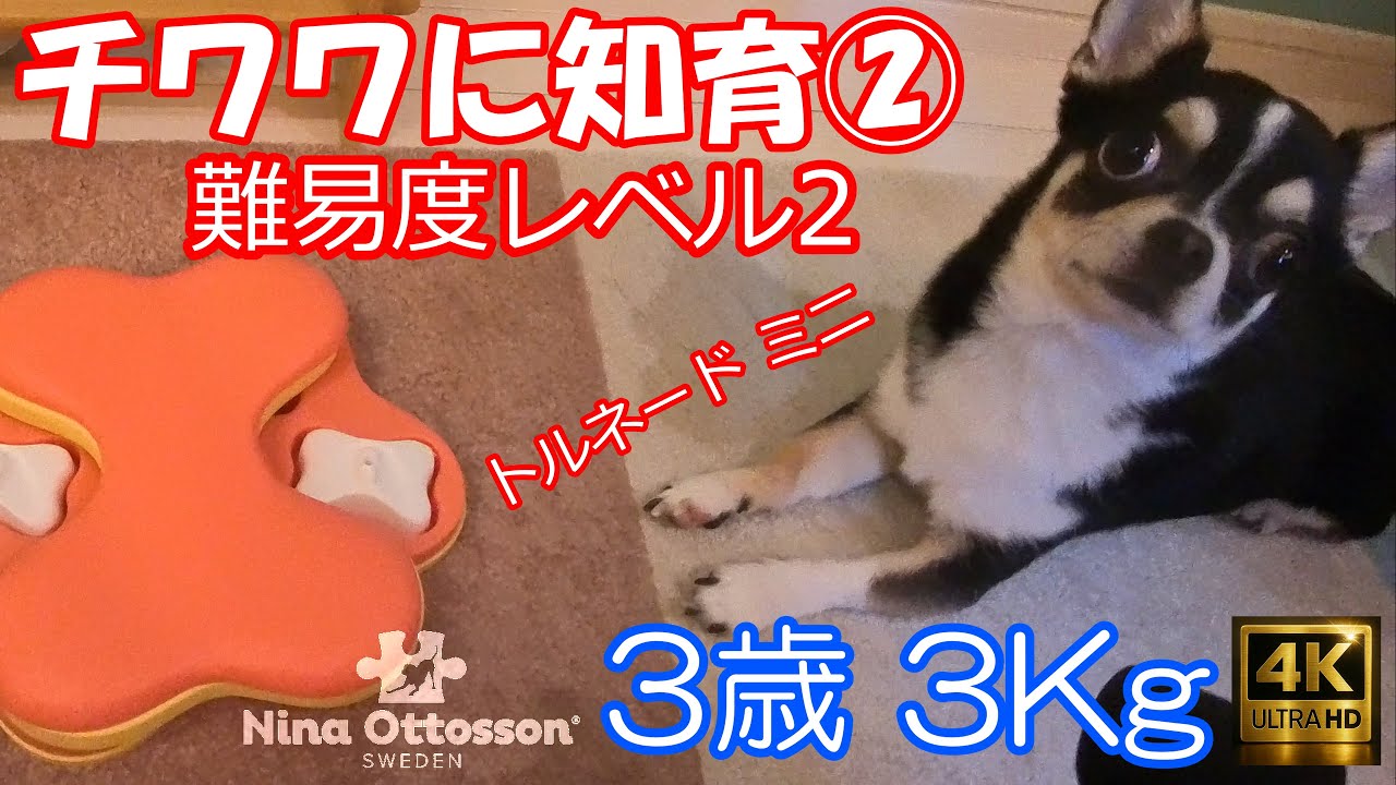 【チワワ の くう】 成長がすごい！知育玩具リベンジ戦🔥タイム3分がどこまで短縮！？[4K] 🐶✨