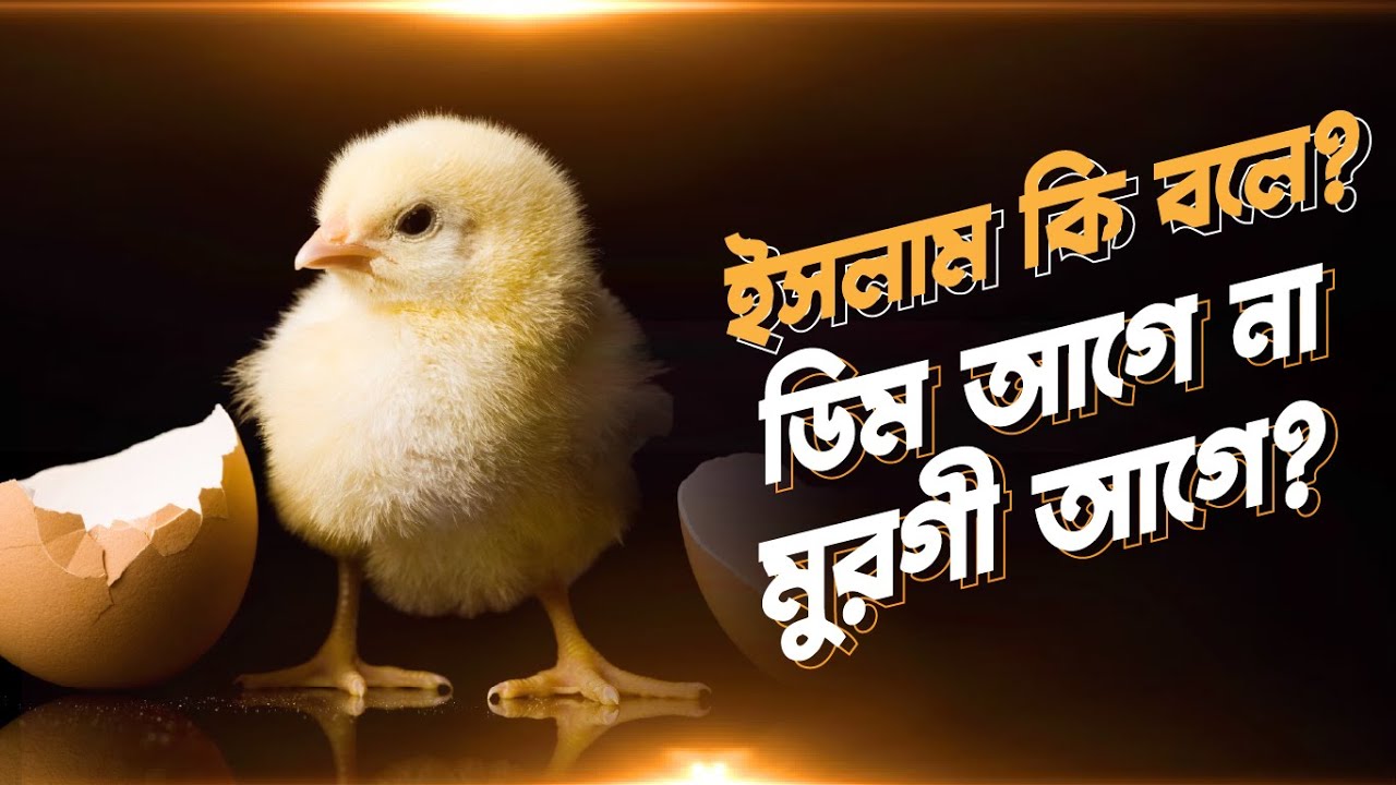 ডিম আগে না মুরগী আগে?ইসলাম কি বলে? || Sami Tainment