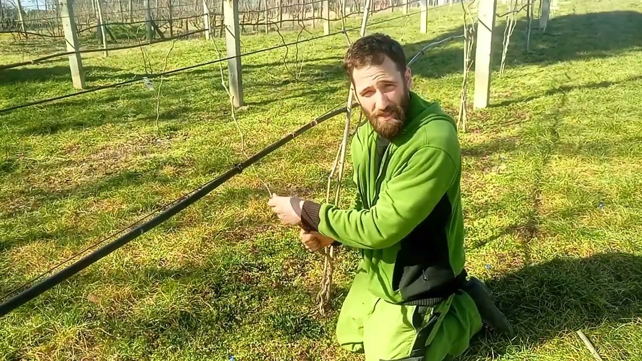 Hosszú szálvesszős művelési mód, metszés