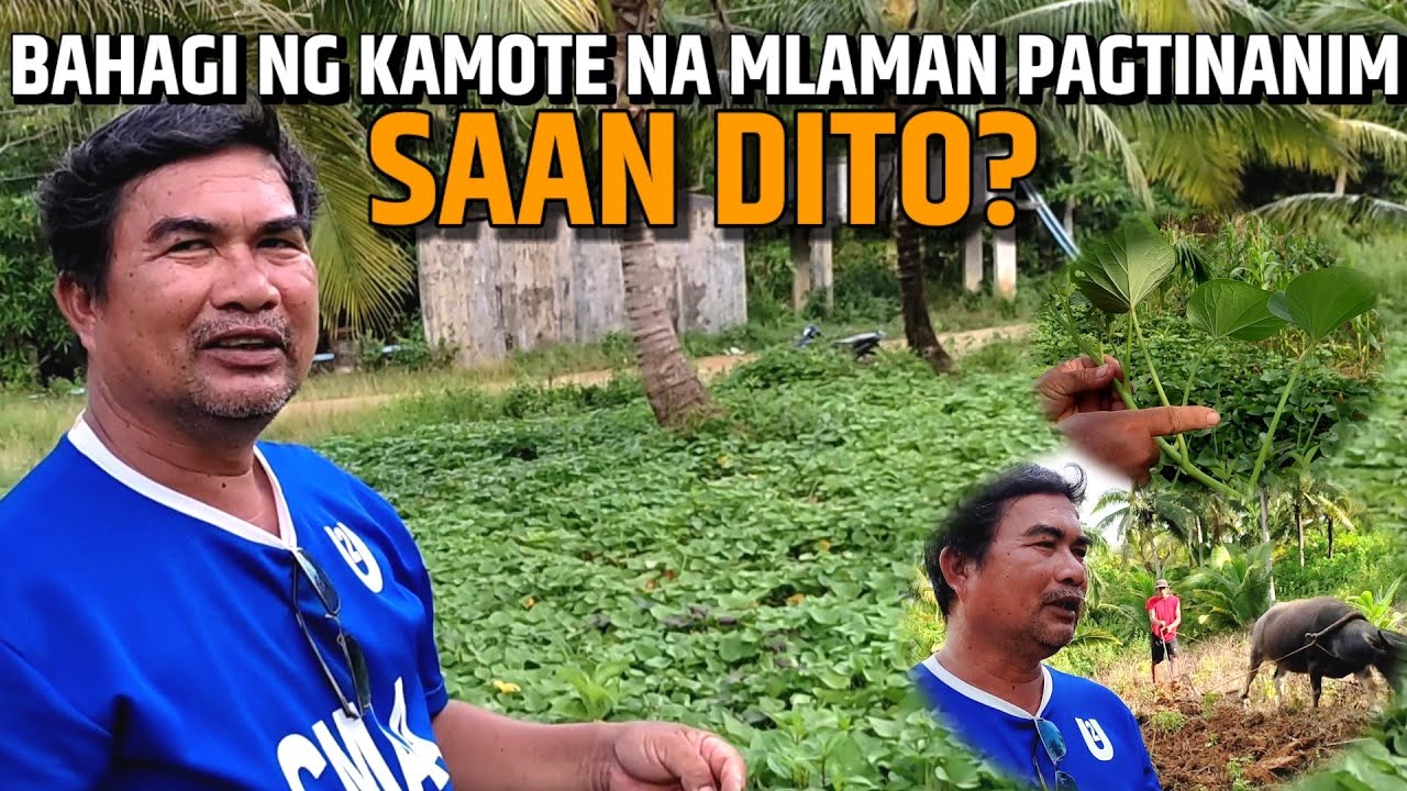 SAANG BAHAGI NG KAMOTE ANG MAINAM. NA ITANIM | MAG KAKALAMAN NG MARAMI | D' GREEN THUMB