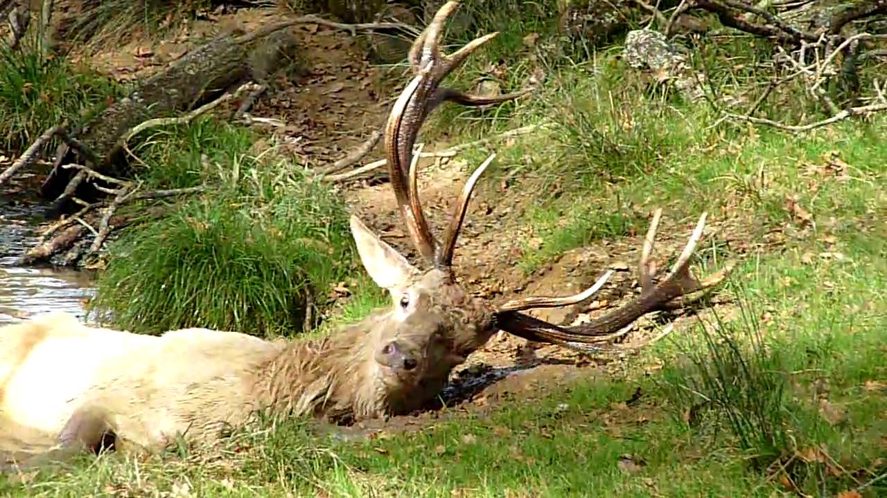 Le Brame du Cerf au Moulin de Poyaller
