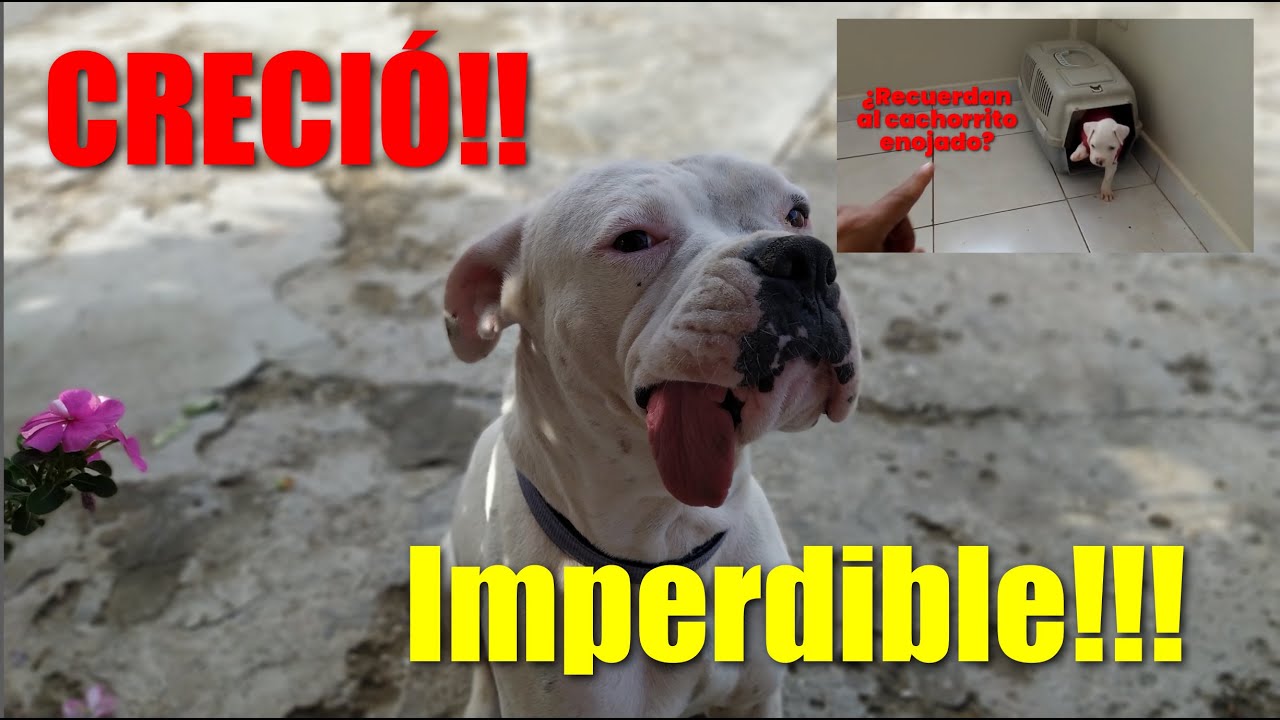 Muy Gracioso. El Cachorro Boxer enojado de grande. Sus mejores Formas de U.