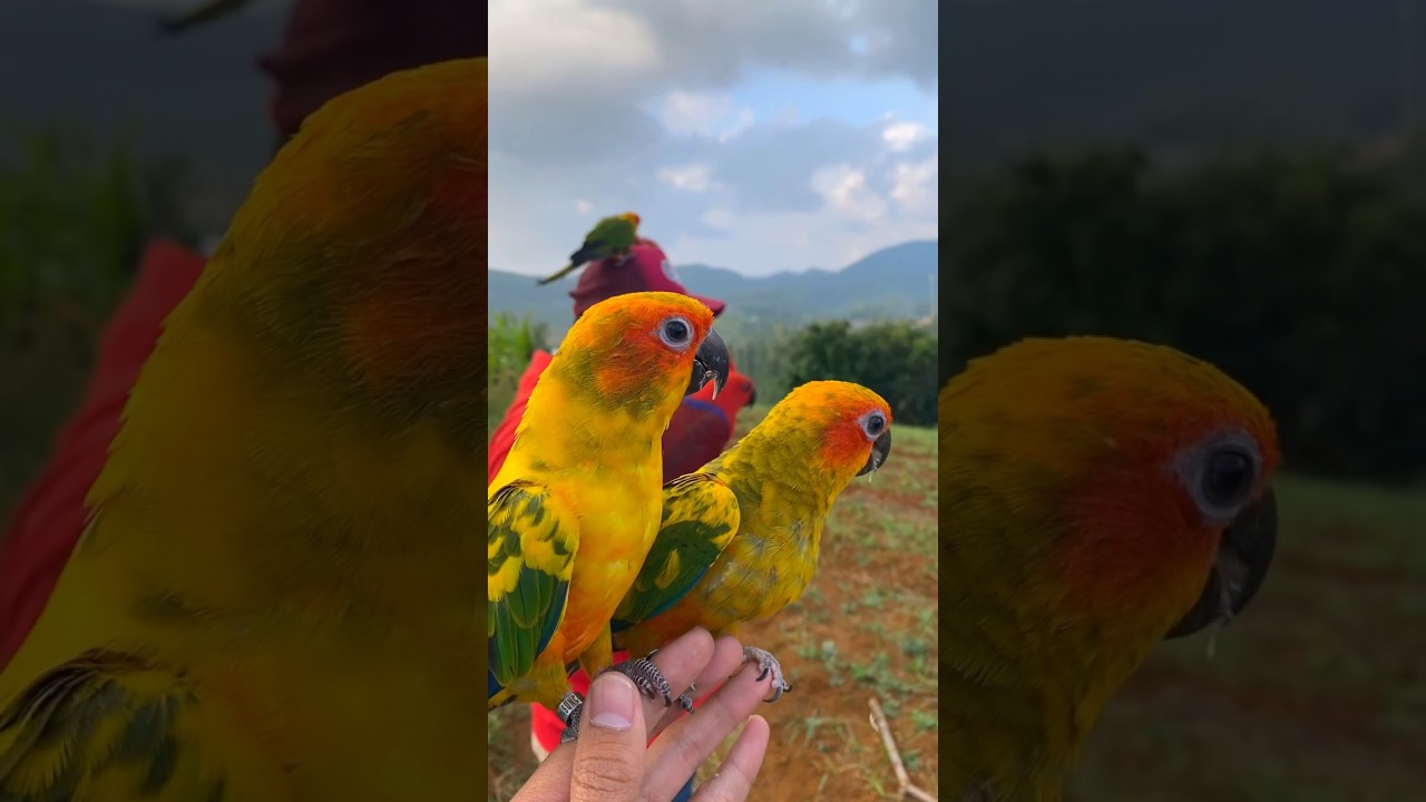 Sun conure free flight🧡💚 #bird #birds #parrot #cute #animals #pets #freeflight #sunconure