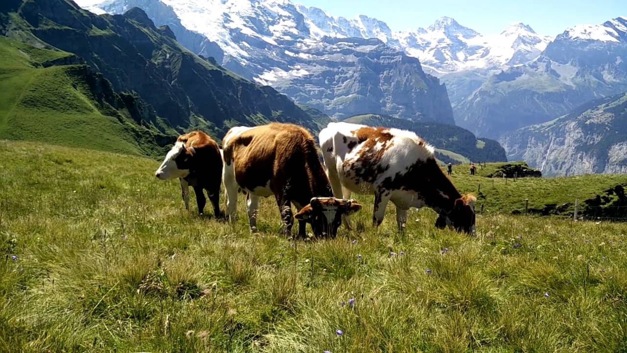 Kuhglocken auf dem Männlichen