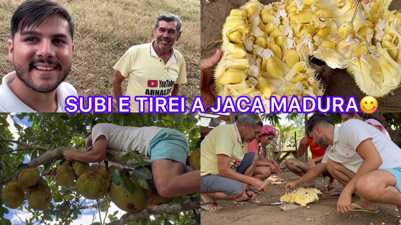 COMEMOS A PRIMEIRA JACA MOLE DO ANO !!! 