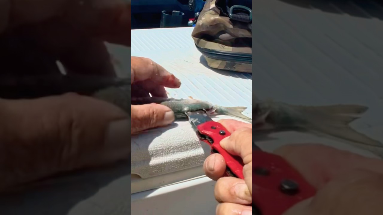 How to make a bait ball with a mullet ￼