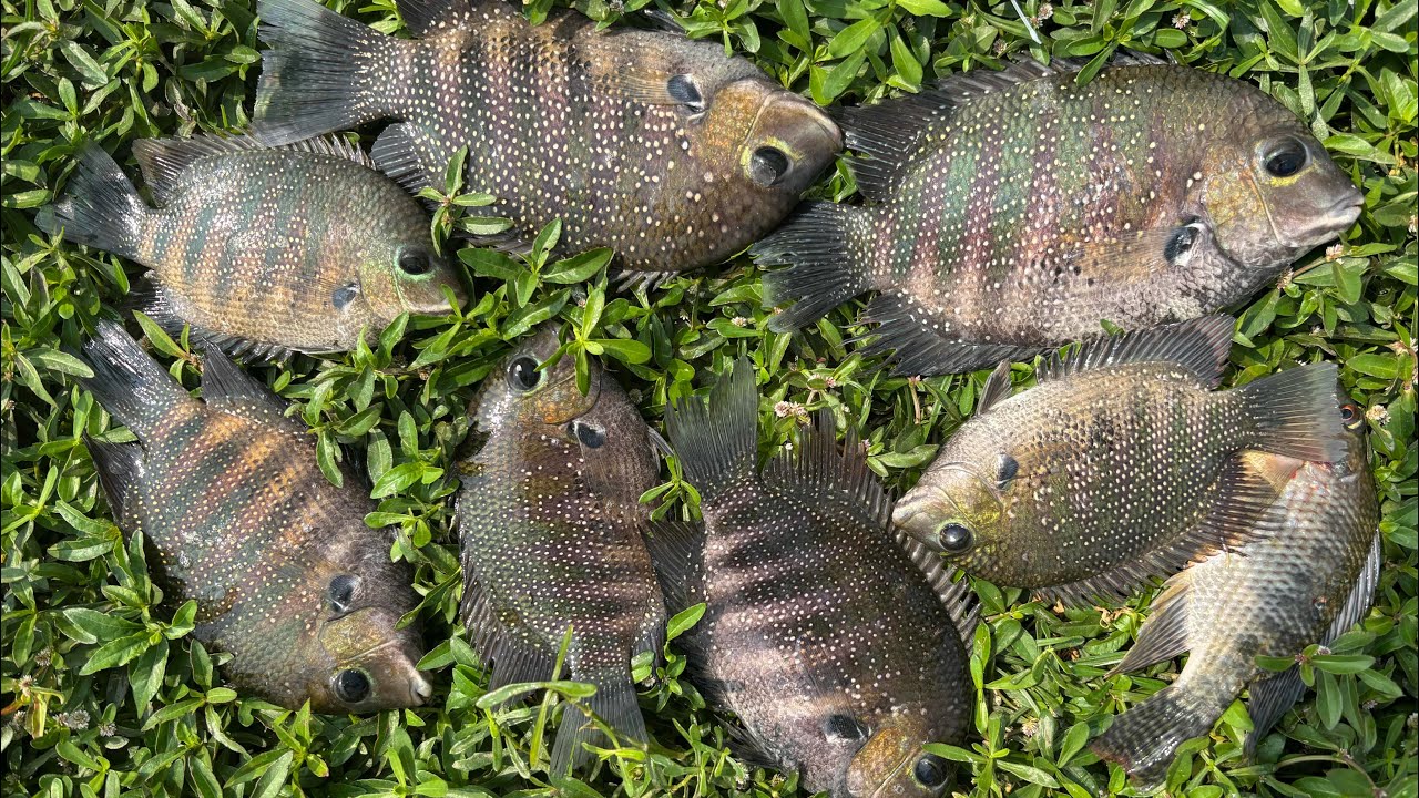 ഒരു കിടുക്കാച്ചി കരിമീൻ വേട്ട 🐟😮#MKDfishinghunting #fishing #fish #fishingvideo #safanafishing 