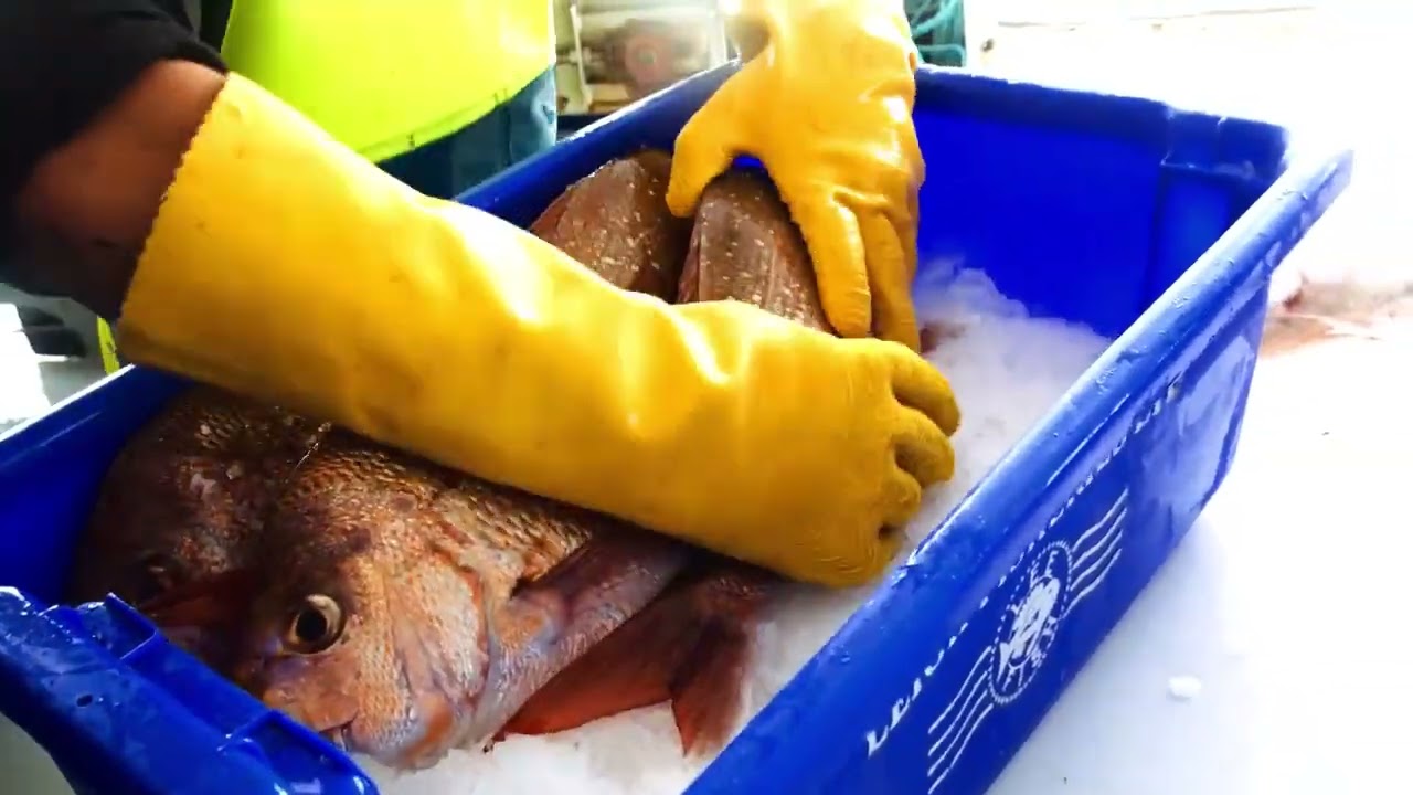 Wild Fish PB Seafood VIDEO Trim
