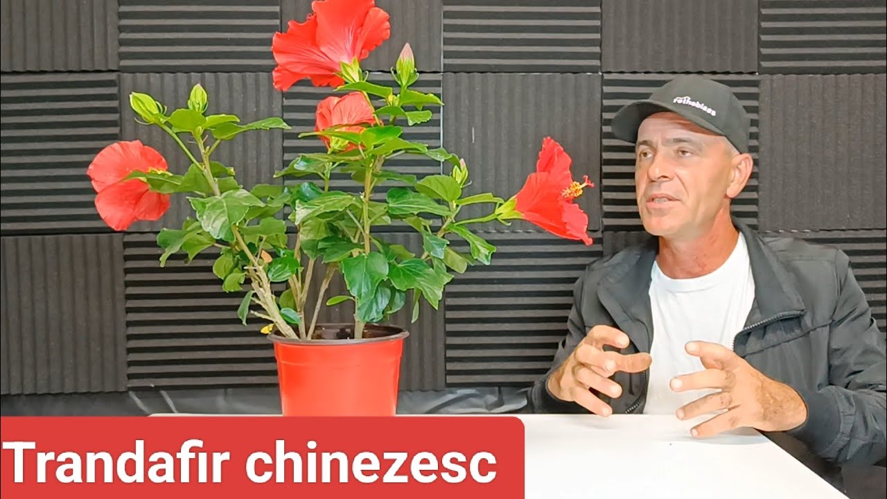 Trandafir Chinezesc - flori tot timpul anului