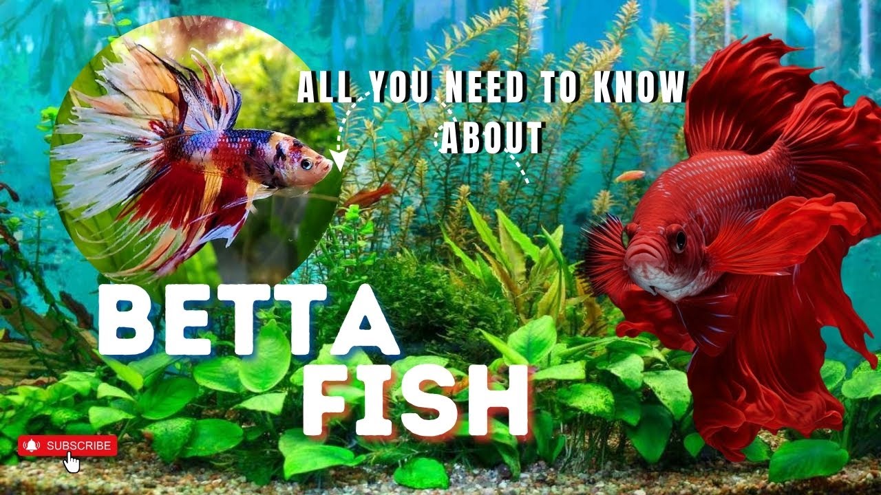 How Betta fish really live&mdash;wild, vibrant, and free I Revealing the life 🌿🌿