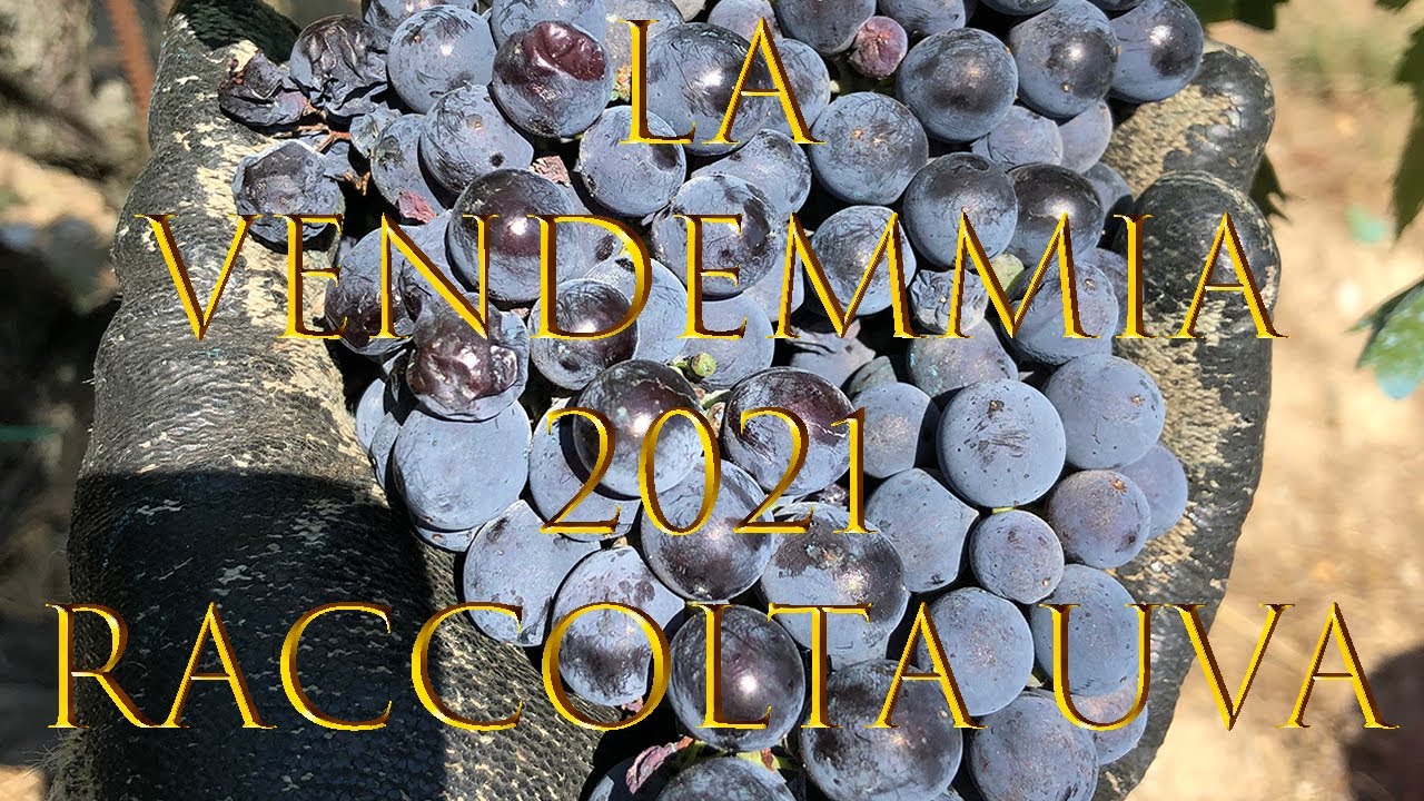 LA VENDEMMIA 2021 - La raccolta dell'Uva / Fare il vino