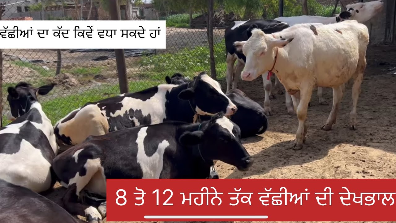 How to care 8 to 12 months heifers? Bassi Dairy Farm || Punjab
