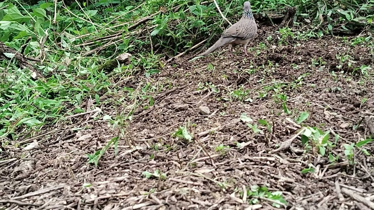 target suara sedap rapat pengguku berhasil kita aman kan 👍