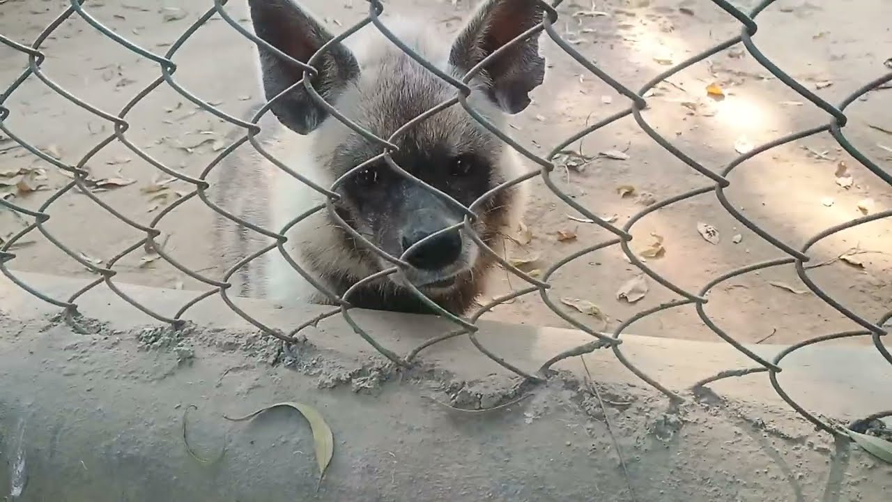 Patna zoo 🐺🐯🦊🐢🐊🦣