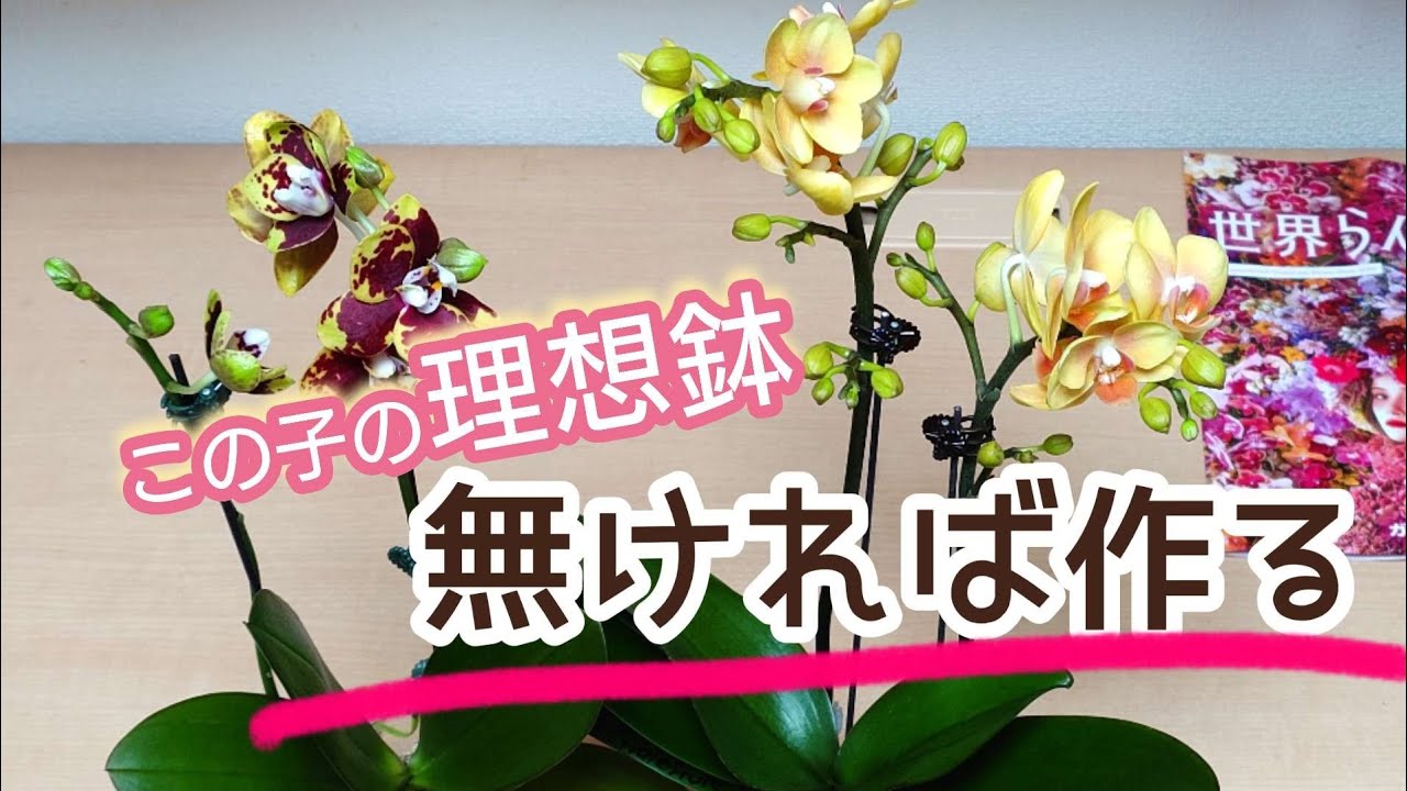 購入した胡蝶蘭を通気性のある透明容器で水苔植えしたい