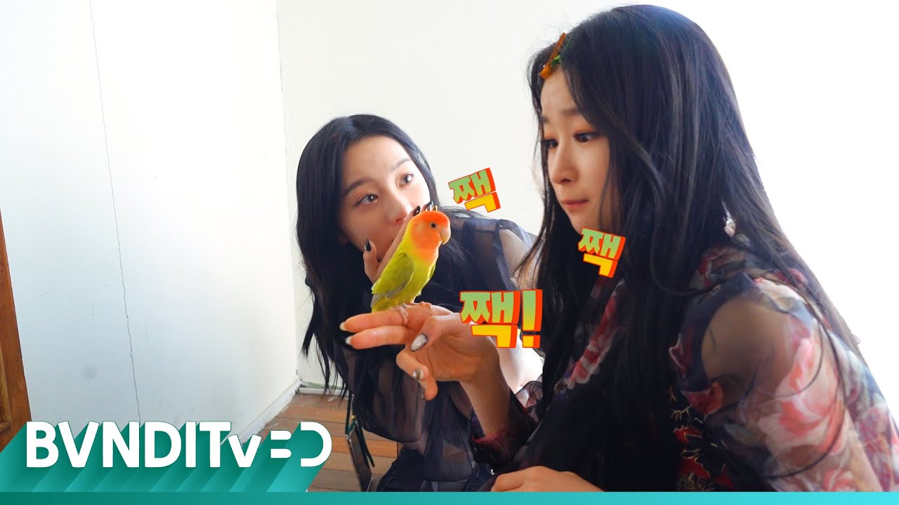 [BVNDITv] 앵무새의 맏막즈 길들이기ㅣBVNDIT(밴디트)
