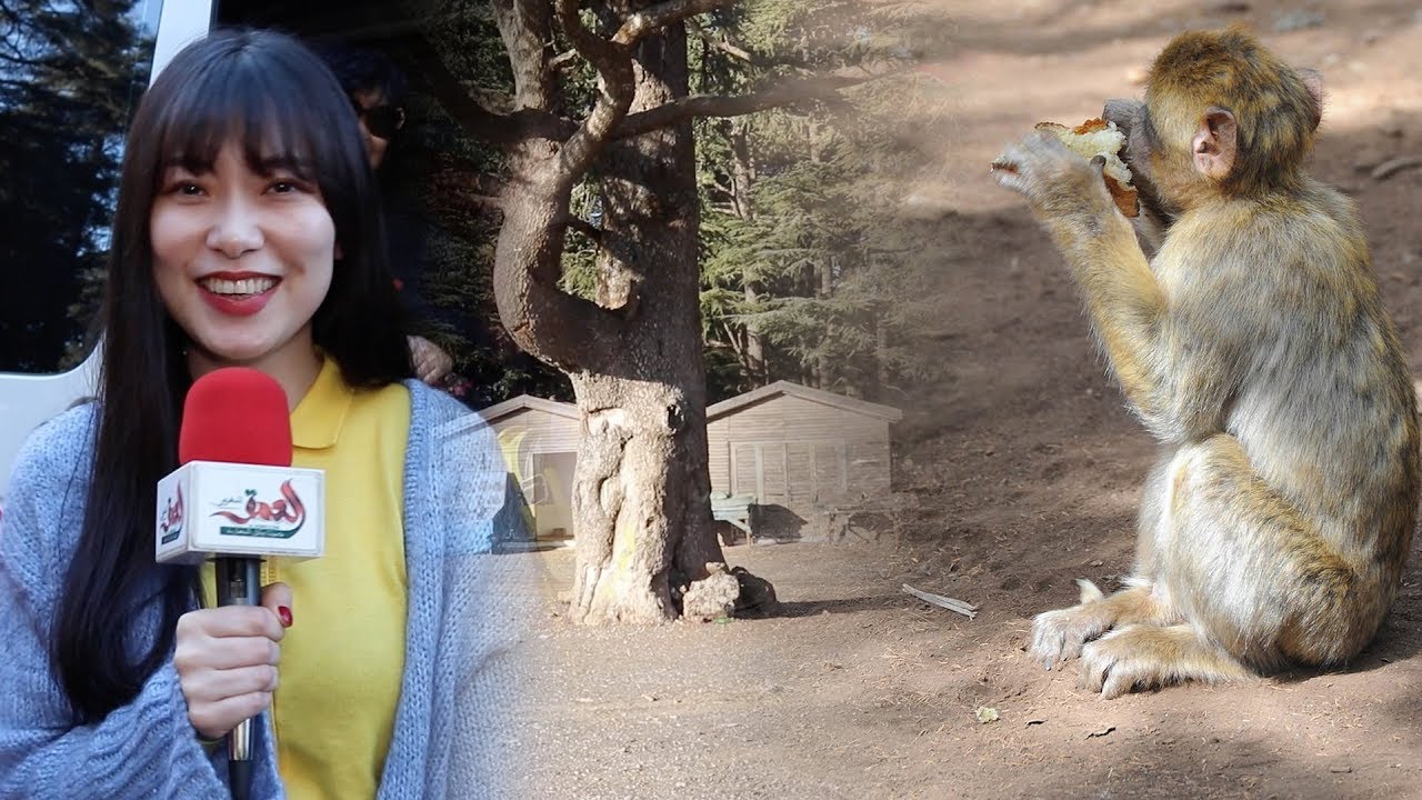جولة بغابة الأرز بآزرو