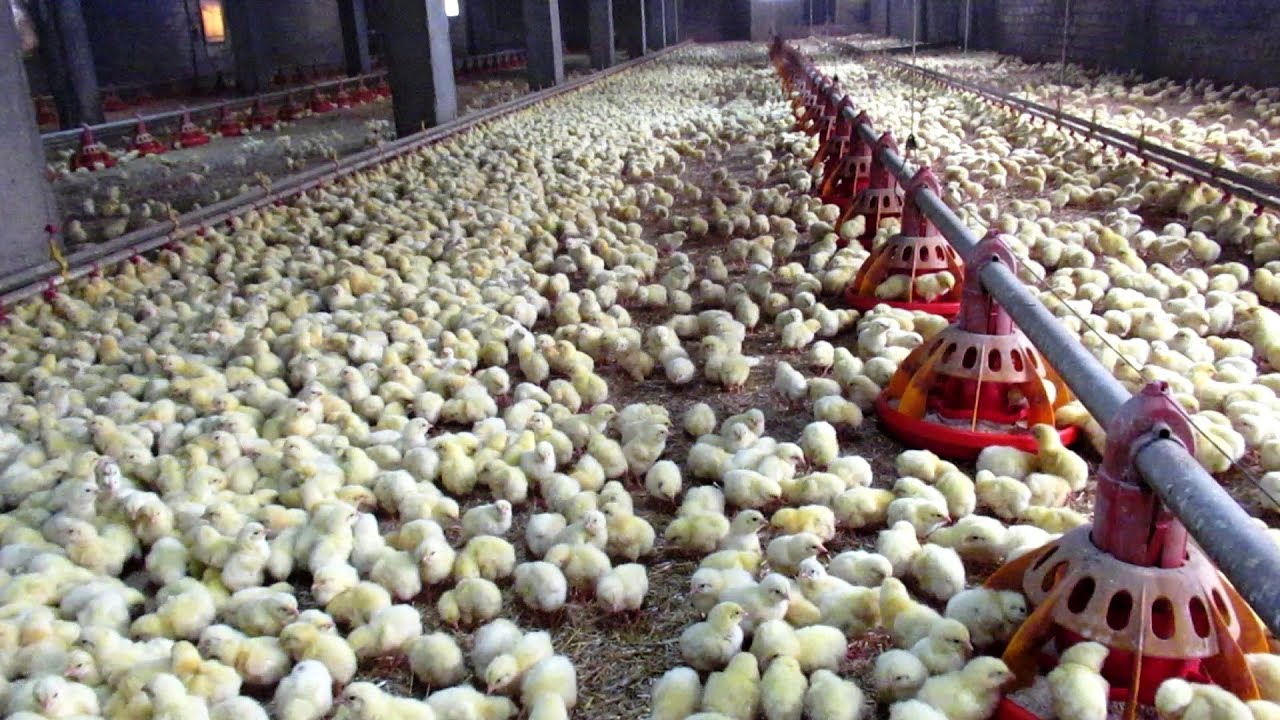 ВЫРАЩИВАНИЕ БРОЙЛЕРОВ. Все от А до Я. / СОMO SE CRIAN LOS POLLOS DE ENGORDE