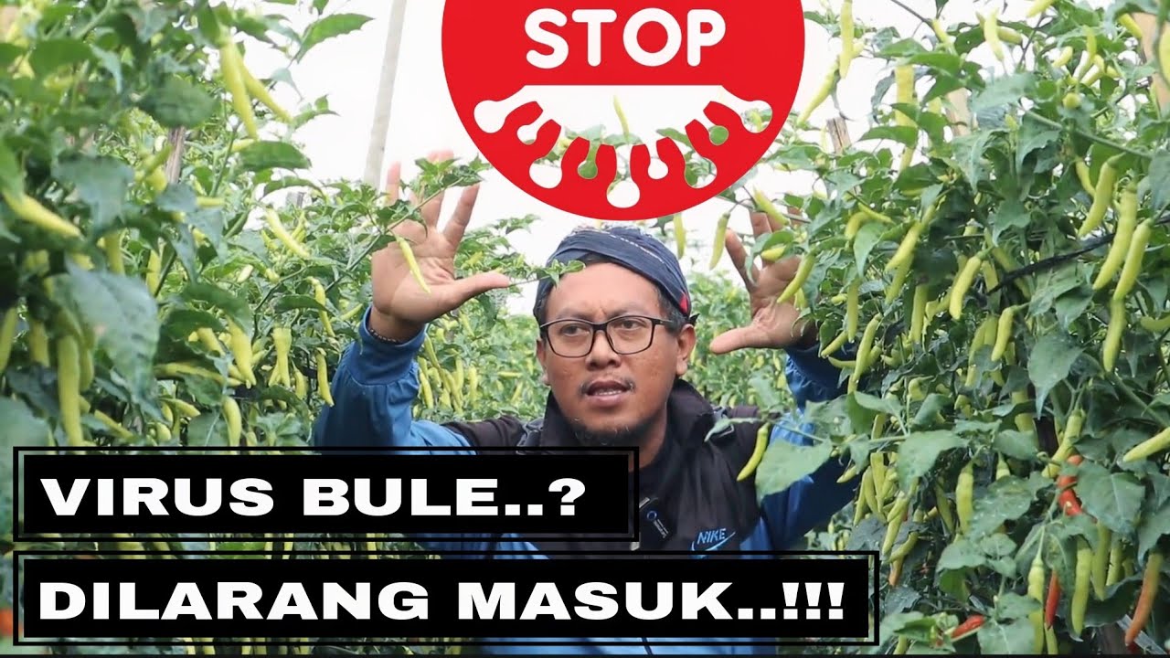 Cabe rawit berbuah lebat tahan virus gemini