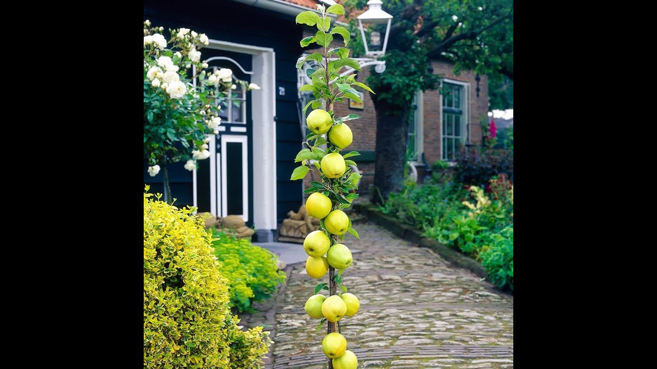 What kind of apples trees can you plant in a small yard?  Urban Apple Columnar Trees, of Course!